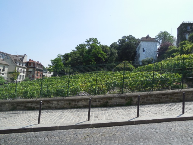 The last vineyards of Montmartre
