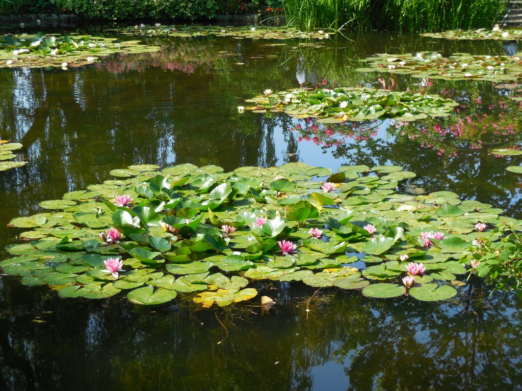 water lily monet