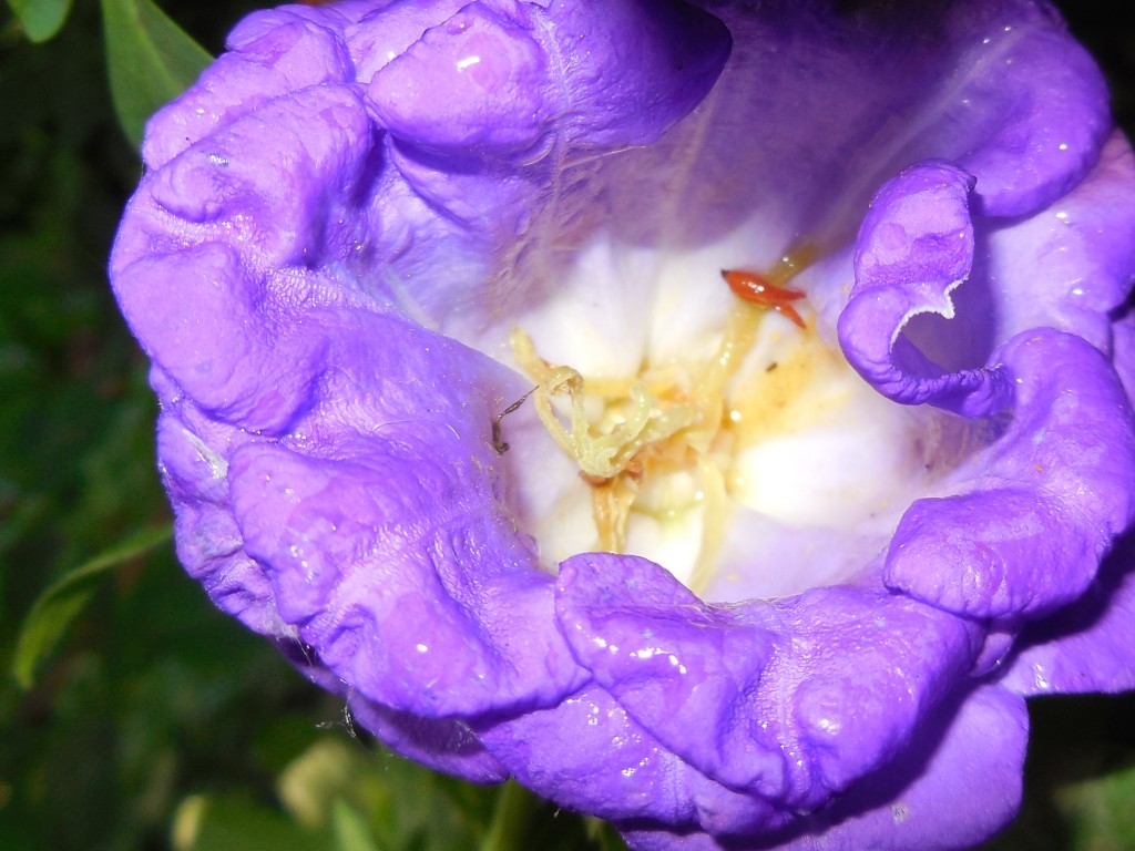 up close monet purple fl