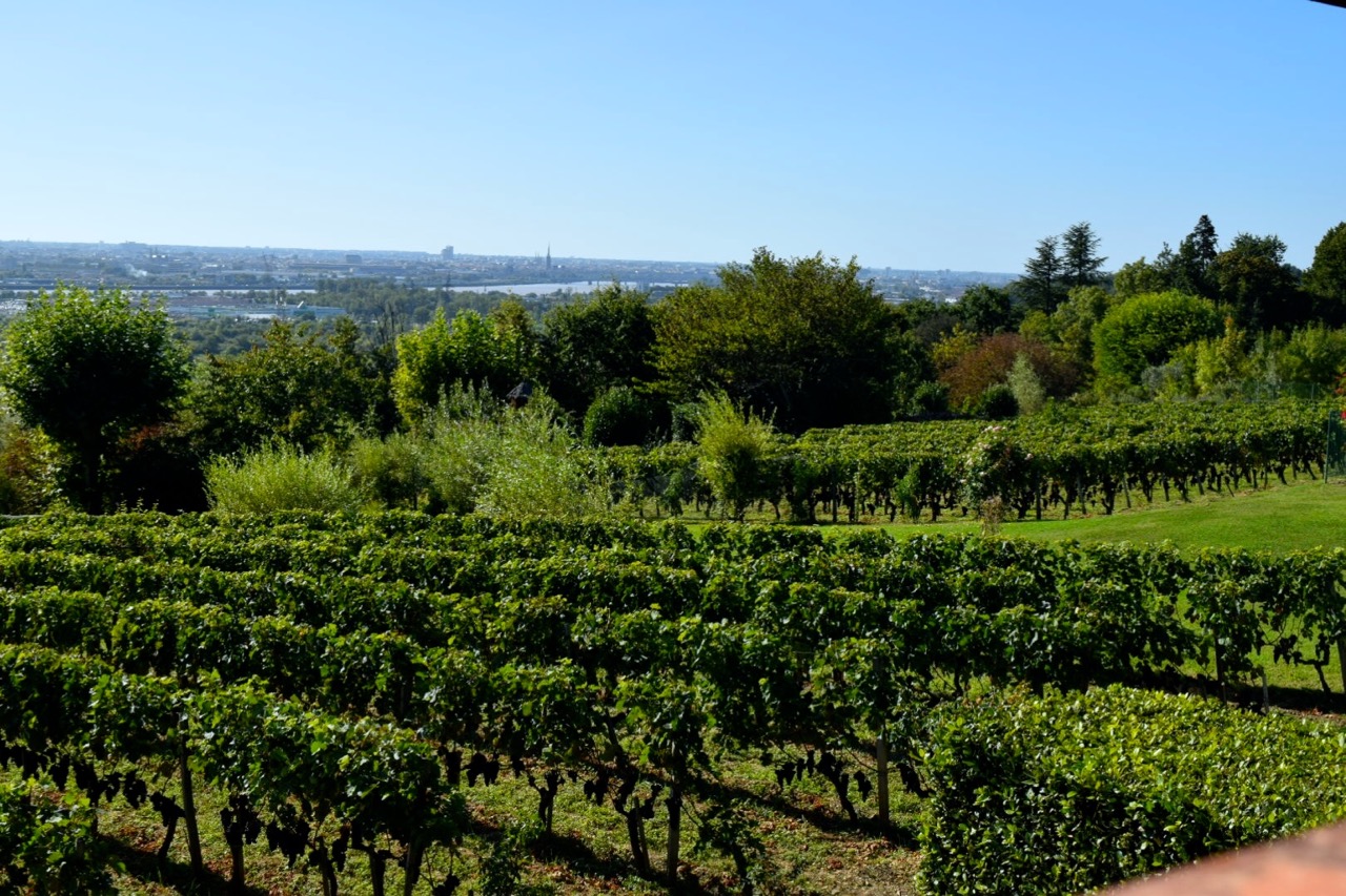 vinyards st james bordeaux