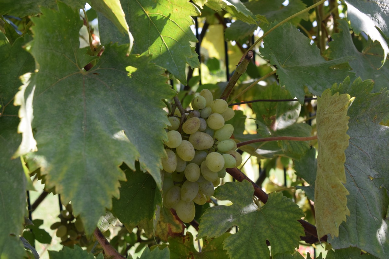 white grapes bouliac